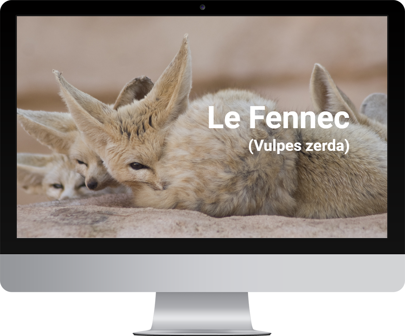 Le site sur le fennec sur PC